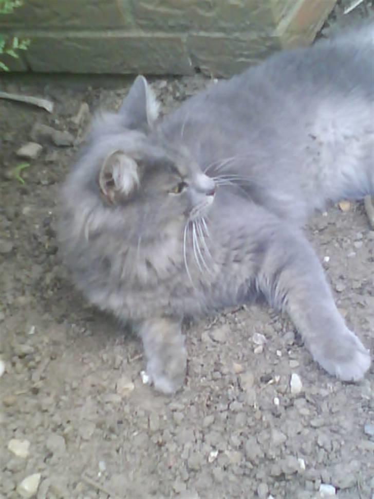 Blanding af racer Pjuske( R.I.P ) - hov hvem var det???? billede 10