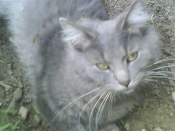 Blanding af racer Pjuske( R.I.P ) - jeg ligner en foto model:) billede 12