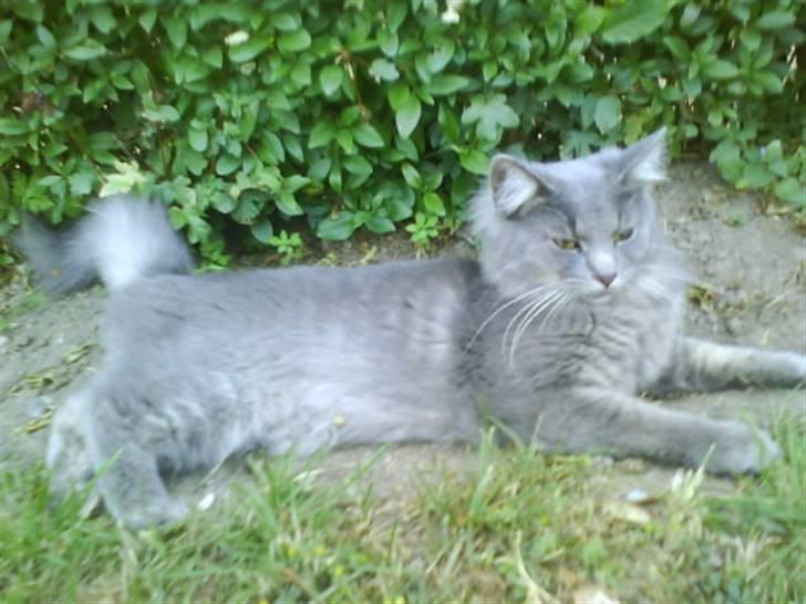 Blanding af racer Pjuske( R.I.P ) - en dejlige varm sommer dag kan man da ligså godt ligge ude billede 13