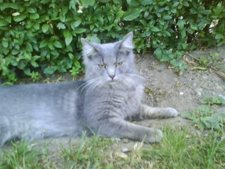 Blanding af racer Pjuske( R.I.P ) - smil:)))) billede 14