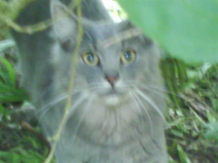 Blanding af racer Pjuske( R.I.P ) - står du nu og tager billeder igen:) billede 15