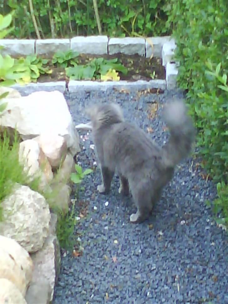 Blanding af racer Pjuske( R.I.P ) - jeg tror jeg går mig en lille tur billede 16