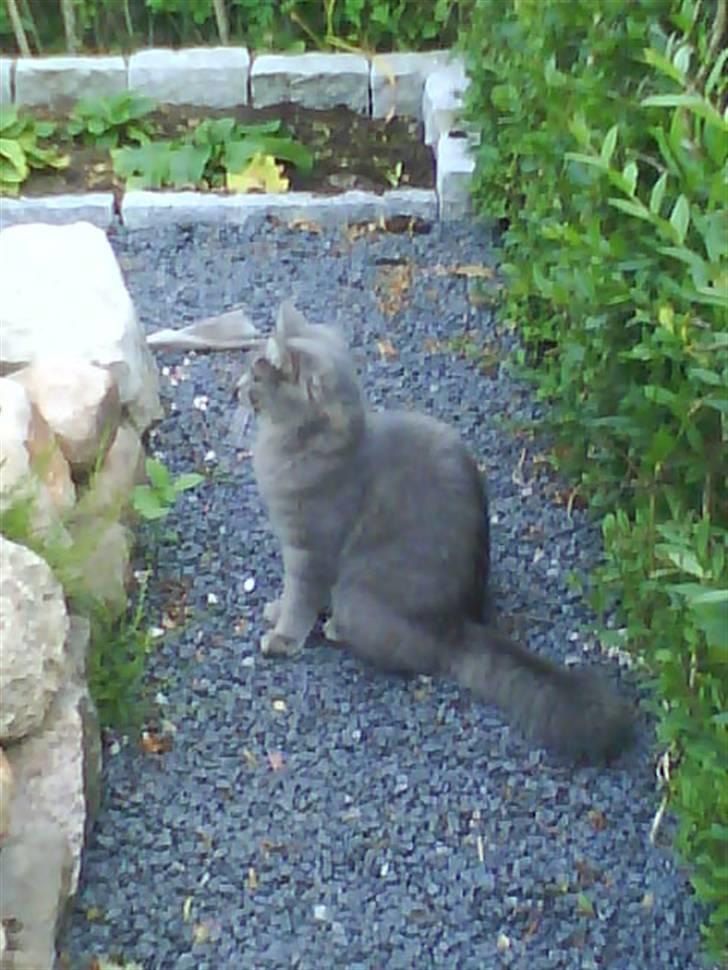 Blanding af racer Pjuske( R.I.P ) - nej jeg vil heller se på blomster billede 17