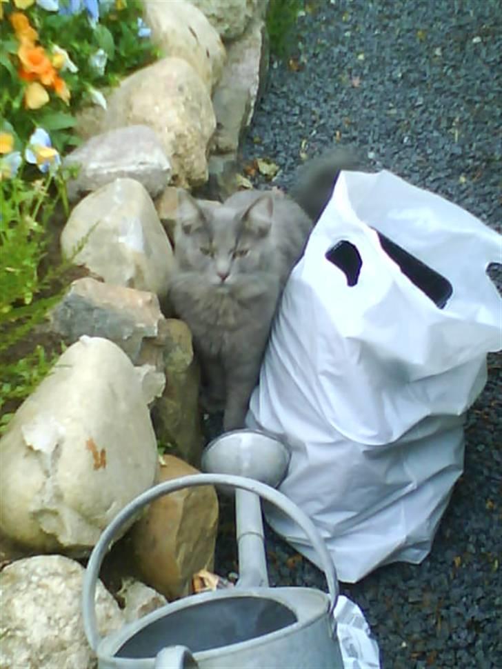 Blanding af racer Pjuske( R.I.P ) - nej jeg går tilbage istedet billede 18