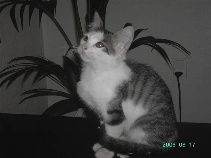 Blanding af racer Pussy billede 1