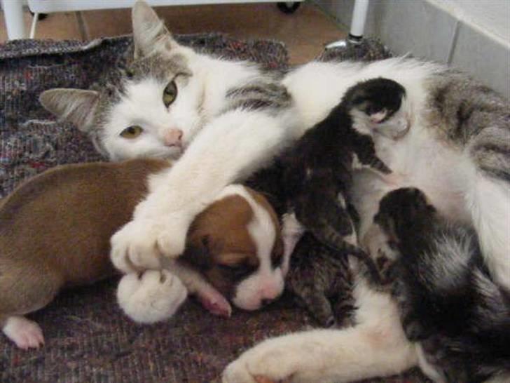 Blanding af racer Pussy - Pussy med sine killinger født d. 1 Juli 2009 med en Hvalp på 2 uger. billede 2