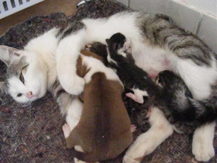 Blanding af racer Pussy - Jaaa... hvalpen ville os være med :o)) billede 3