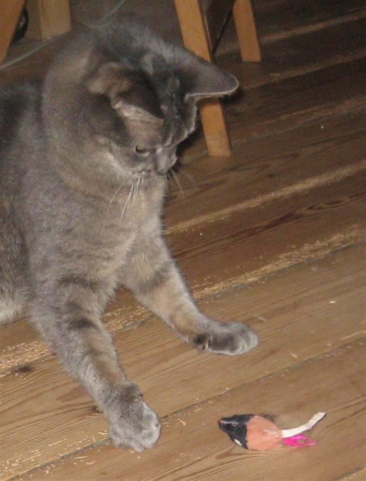 Huskat Minnie billede 1