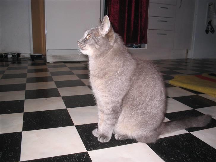 Huskat Minnie billede 2