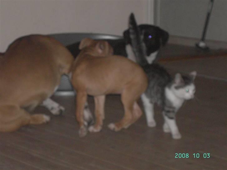 Blanding af racer Pussy billede 6