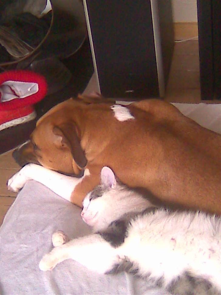 Blanding af racer Pussy billede 8