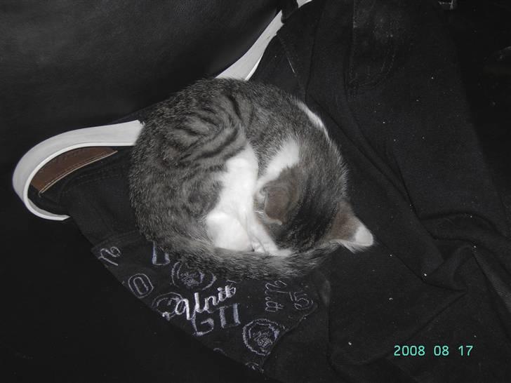 Blanding af racer Pussy billede 10