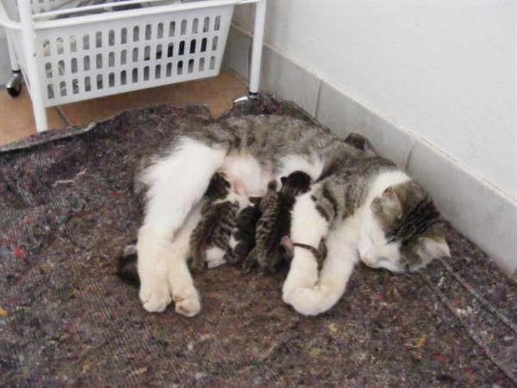 Blanding af racer Pussy billede 11