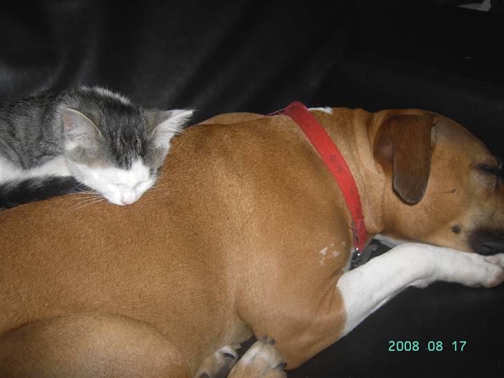 Blanding af racer Pussy billede 12