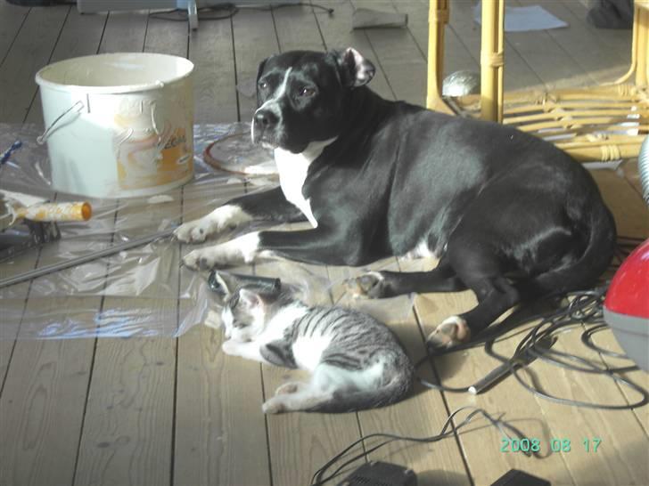 Blanding af racer Pussy billede 13