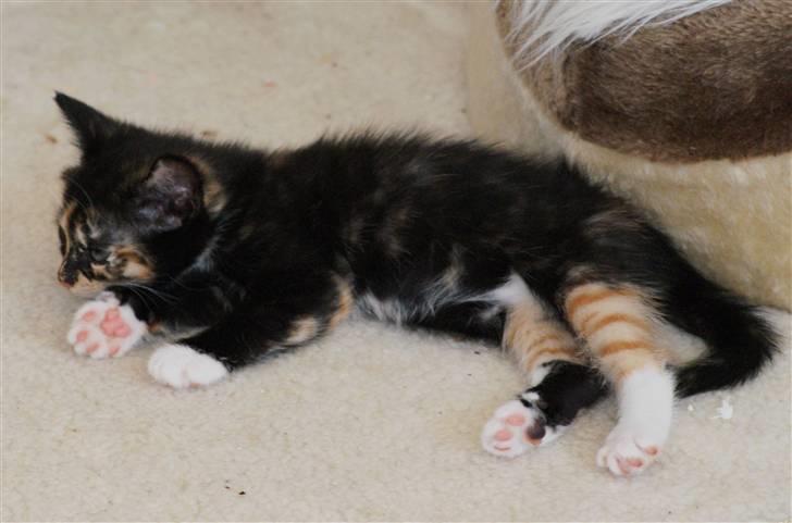 Huskat Rødtjørn´s Tigermis RIP<3 - ligger på uldtæppet :P <333 billede 16