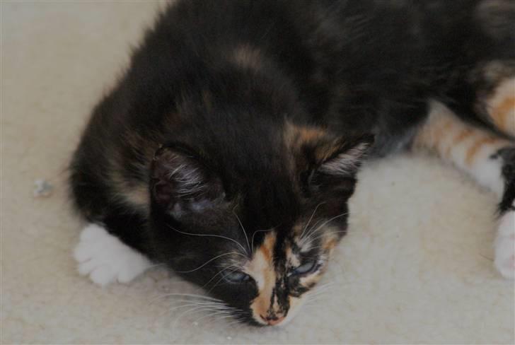 Huskat Rødtjørn´s Tigermis RIP<3 - nuurhh  !!;P billede 17