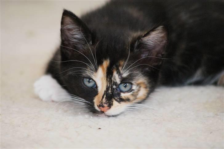 Huskat Rødtjørn´s Tigermis RIP<3 - virkelig sødt billede :P !!  billede 18