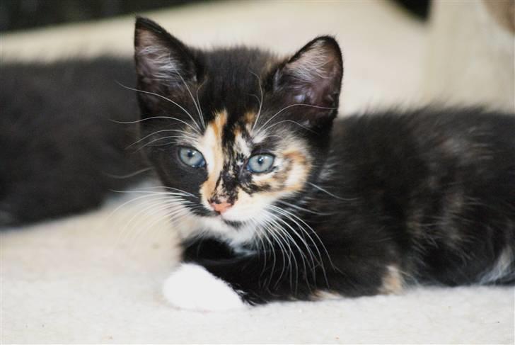 Huskat Rødtjørn´s Tigermis RIP<3 - Tigermis billede 19