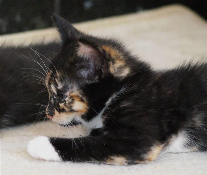 Huskat Rødtjørn´s Tigermis RIP<3 - ??:P<333333 billede 20