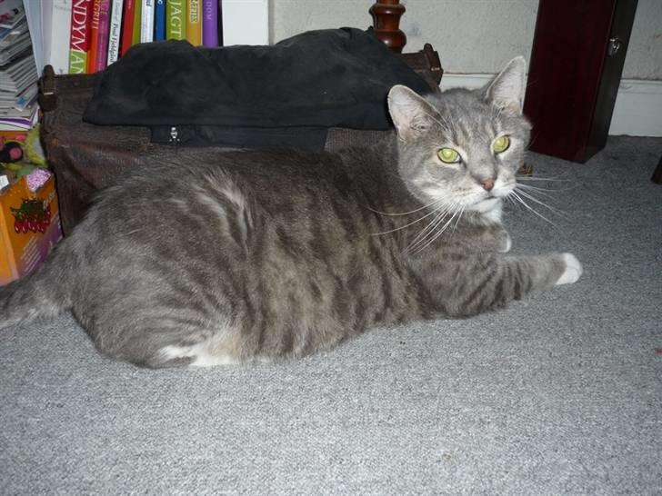 Huskat Fup billede 13