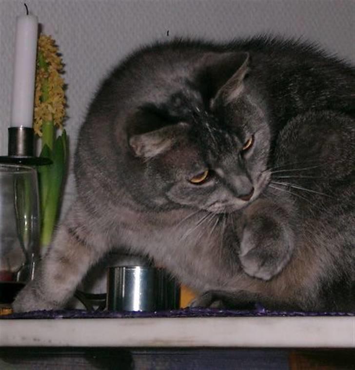 Huskat Minnie billede 3