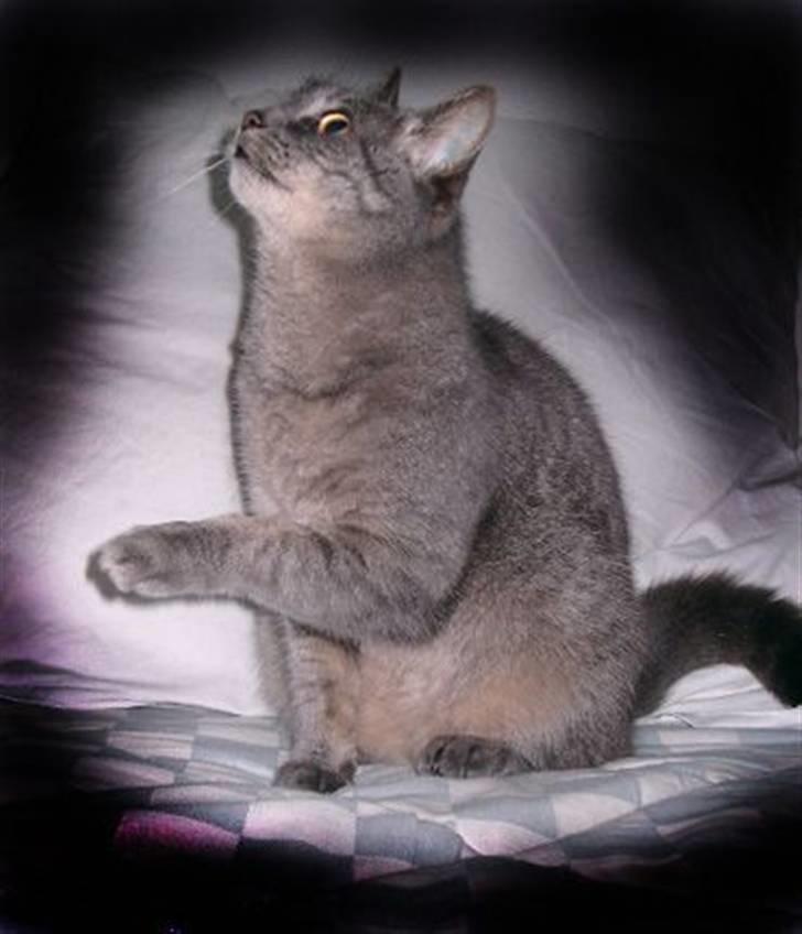 Huskat Minnie billede 4