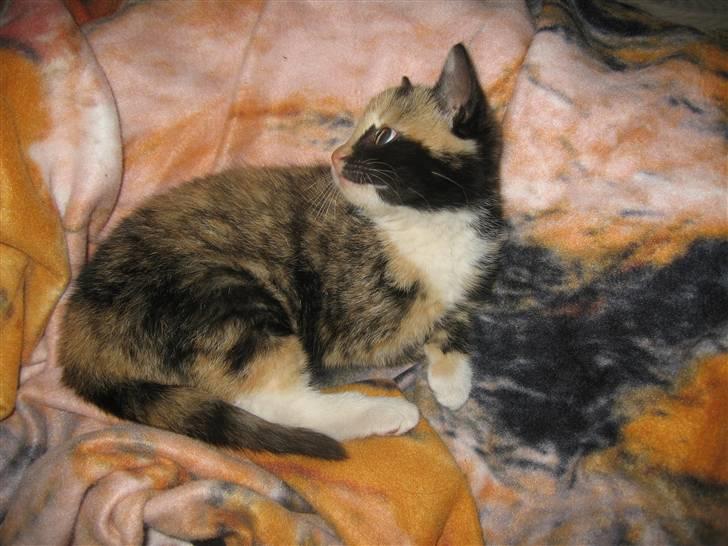 Huskat Capuchino billede 2