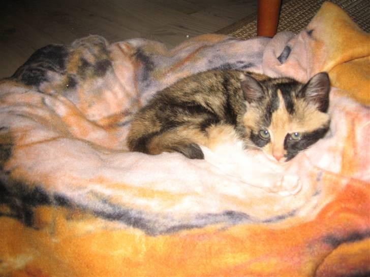 Huskat Capuchino billede 4