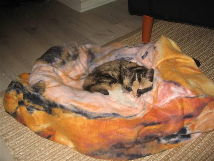 Huskat Capuchino billede 5