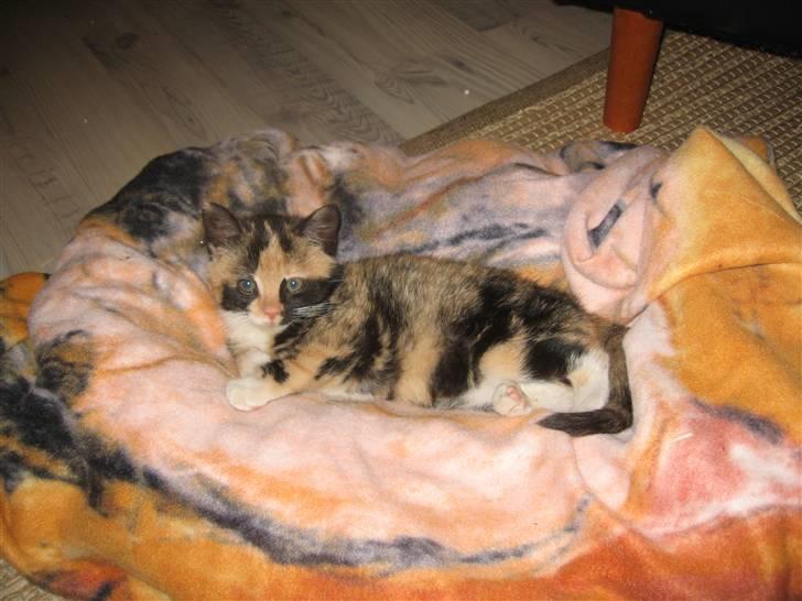 Huskat Capuchino billede 6