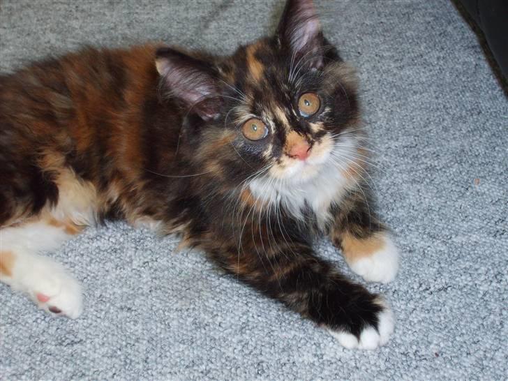 Maine Coon Ti-amo - Smukke pige billede 1