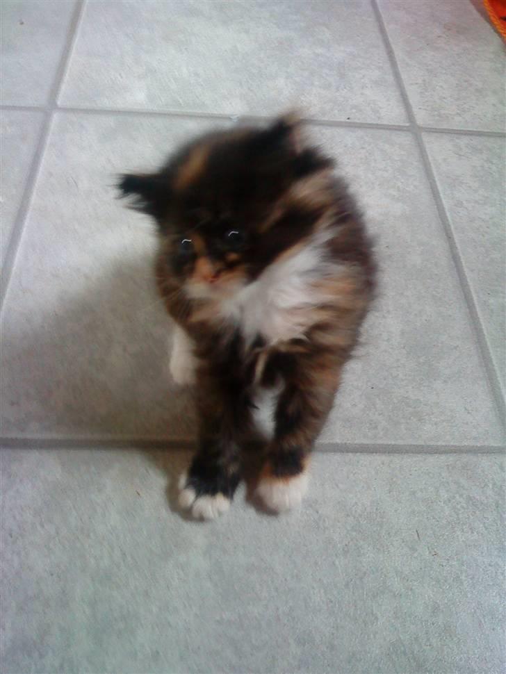 Maine Coon Ti-amo - 4 uger gammel billede 2