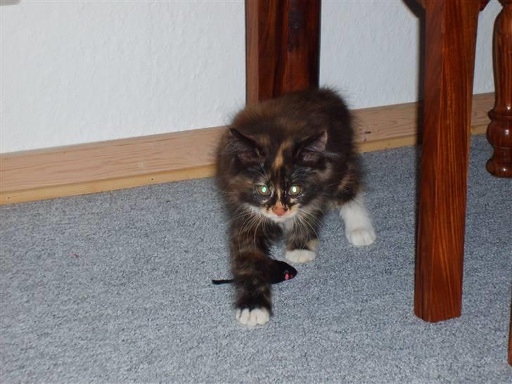 Maine Coon Ti-amo billede 3