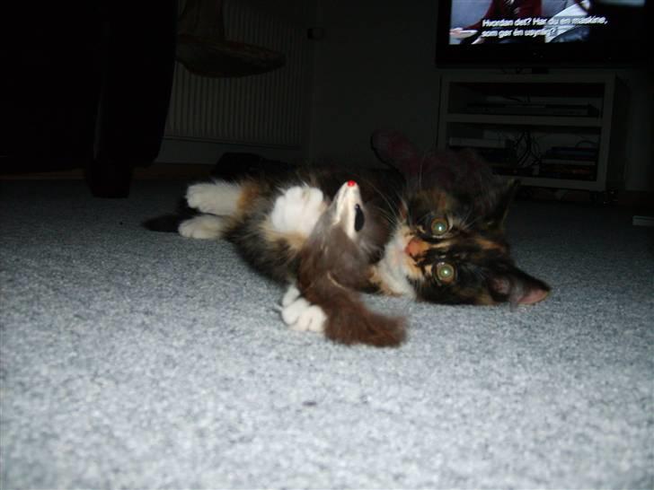 Maine Coon Ti-amo billede 4