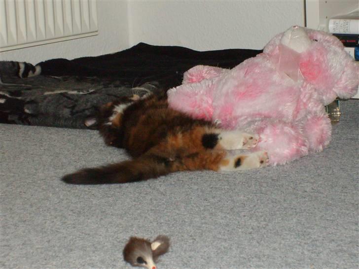 Maine Coon Ti-amo - Uhh den bamse er bare go at bide i:) billede 5