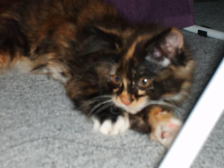 Maine Coon Ti-amo billede 6