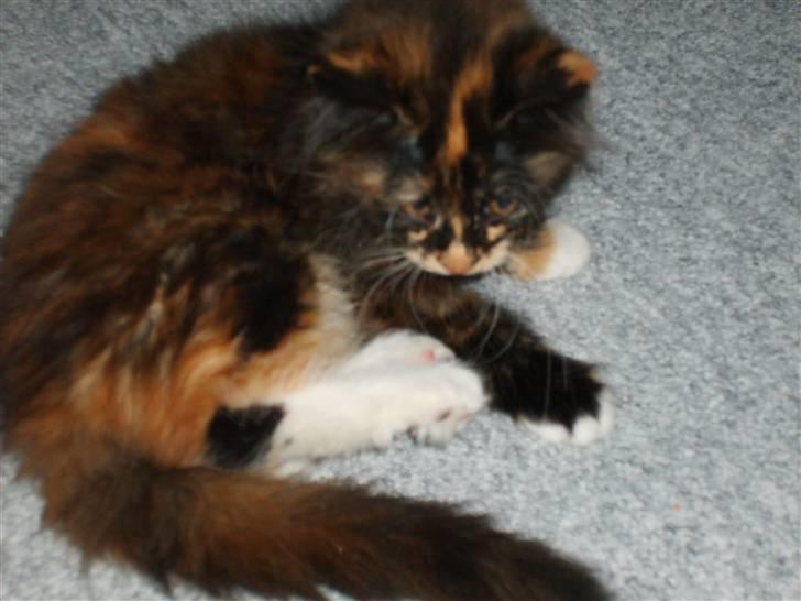 Maine Coon Ti-amo billede 7