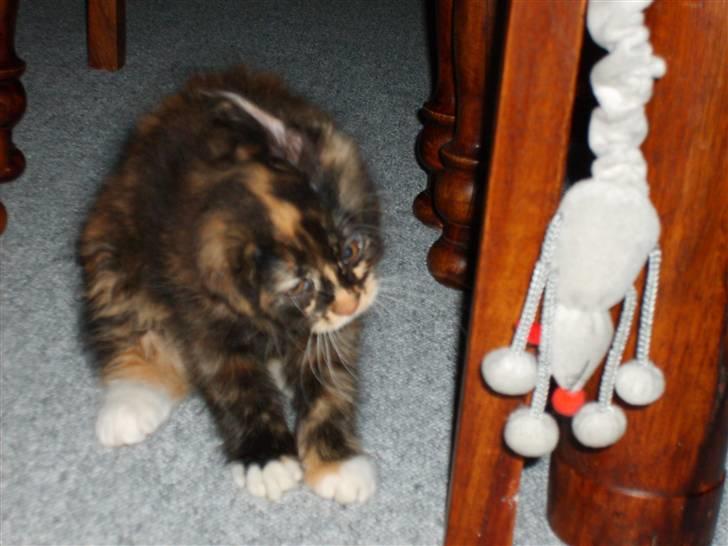 Maine Coon Ti-amo - ryster sig :) billede 8