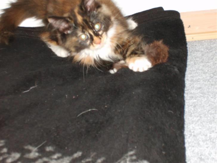 Maine Coon Ti-amo billede 9