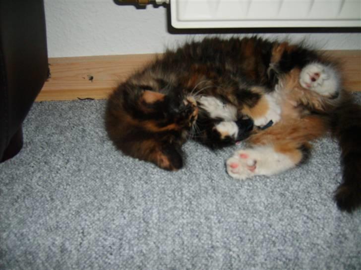 Maine Coon Ti-amo billede 10