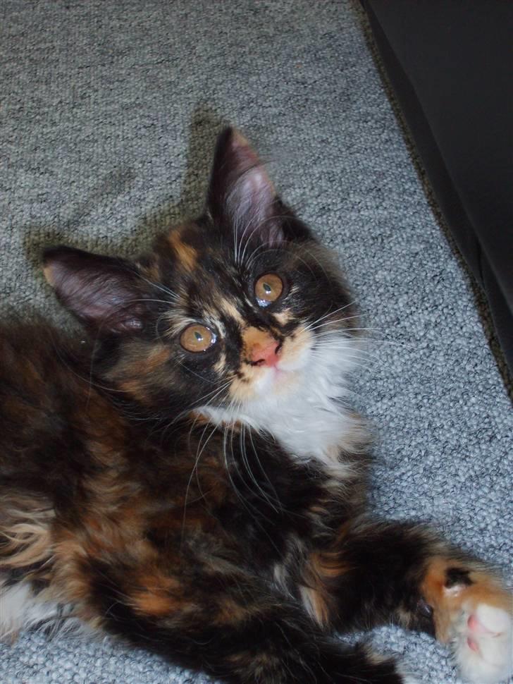 Maine Coon Ti-amo billede 11