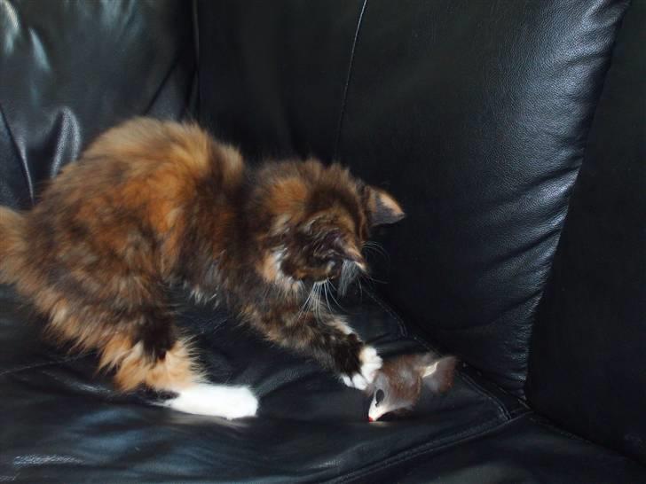 Maine Coon Ti-amo - Leger :) billede 12