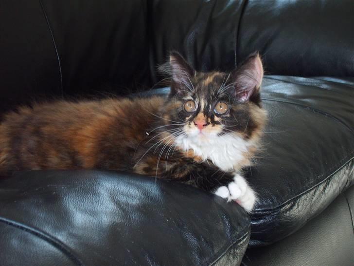 Maine Coon Ti-amo billede 13