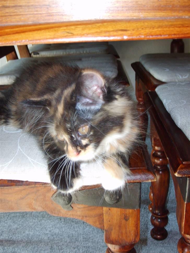 Maine Coon Ti-amo billede 14