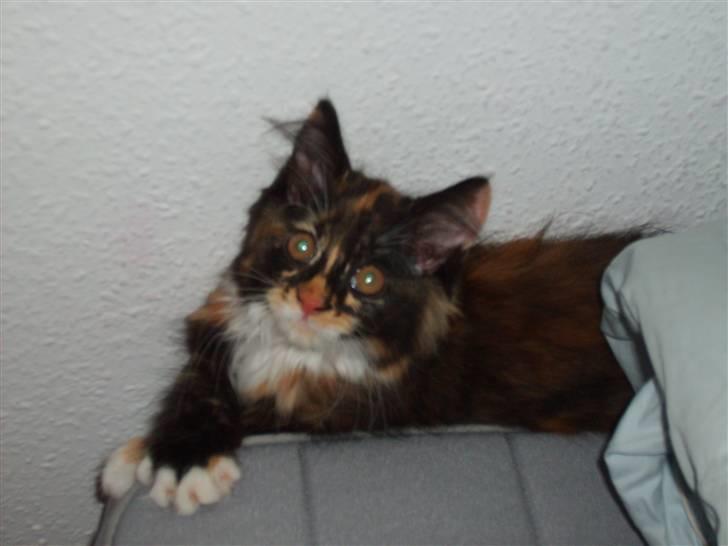 Maine Coon Ti-amo billede 15