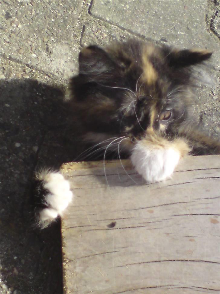 Maine Coon Ti-amo billede 16