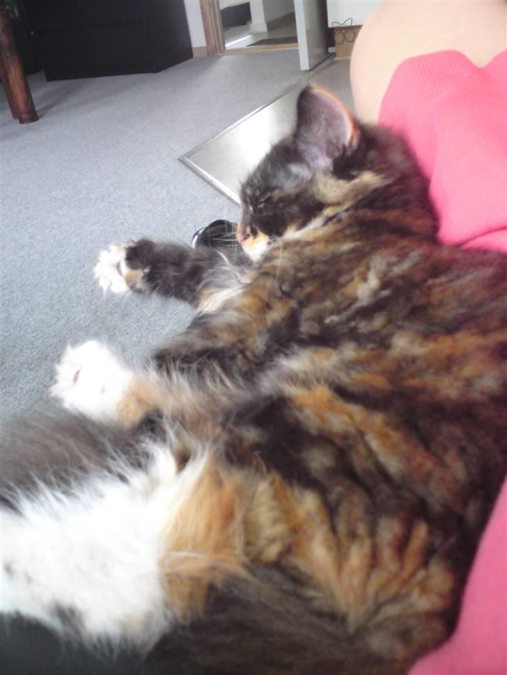 Maine Coon Ti-amo - prinsessen blev træt billede 17