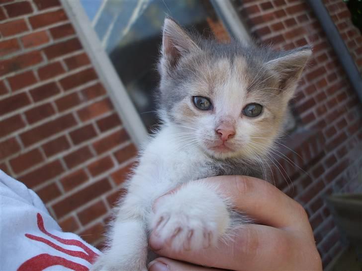 Huskat ¤Figaro¤ billede 1