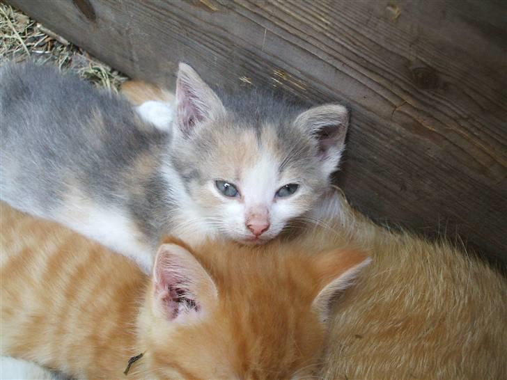 Huskat ¤Figaro¤ billede 2